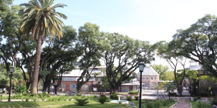 Las palmeras Fénix y la encrucijada cultural de conservarlas o dejarlas partir