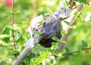 Acodo aéreo: una técnica sencilla para multiplicar nuestras plantas