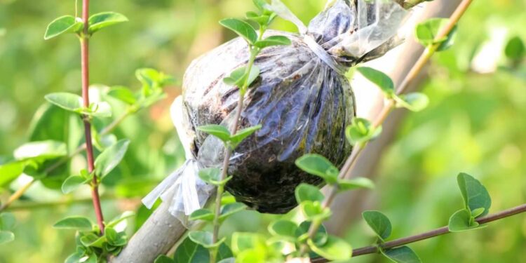 Acodo aéreo: una técnica sencilla para multiplicar nuestras plantas