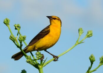 Cómo empezar a descubrir las aves que viven cerca: tres aplicaciones y algunos consejos para observarlas