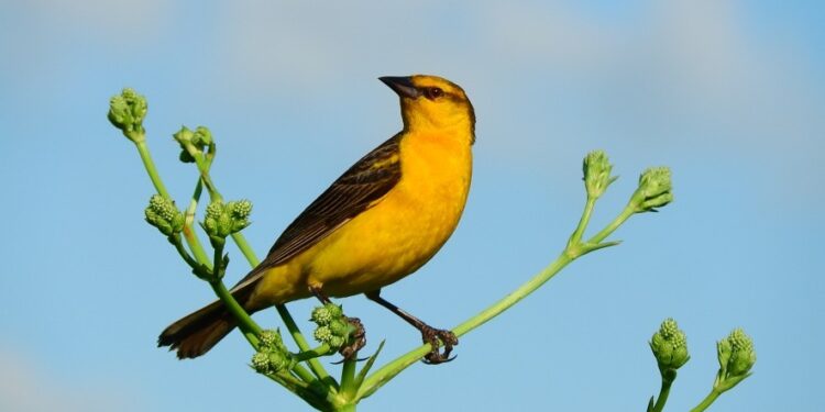 Cómo empezar a descubrir las aves que viven cerca: tres aplicaciones y algunos consejos para observarlas