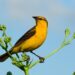 Cómo empezar a descubrir las aves que viven cerca: tres aplicaciones y algunos consejos para observarlas